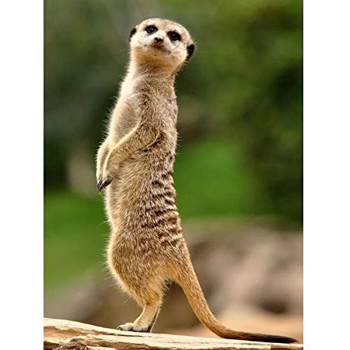 Warreal Diamond Painting Set Full,DIY Diamantmalerei Kreuzstich Erdmännchen Handarbeiten 3D Diamantstickerei Volldiamantmosaik Dekorative Malerei 40x50cm Warreal Diamond Painting Set Full,DIY Diamantmalerei Kreuzstich Erdmännchen Handarbeiten 3D Diamantstickerei Volldiamantmosaik Dekorative Malerei 40x50cm von Sudsty