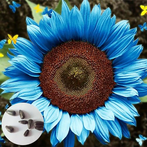 100 Teile/Beutel Blaue Sonnenblumen Kerne Brilliant Productive FüR Die Pflanzung Sonnenblume, Pflanzen Im FrüHling von Washranp