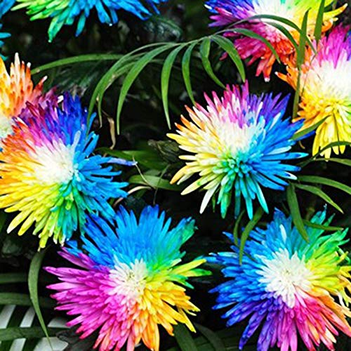 20 Stück Regenbogen-Chrysantheme Blumen Pflanzensamen für die Bepflanzung des Hausgartens, Hohe Keimrate, Gartenarbeit Blumensamen von Washranp