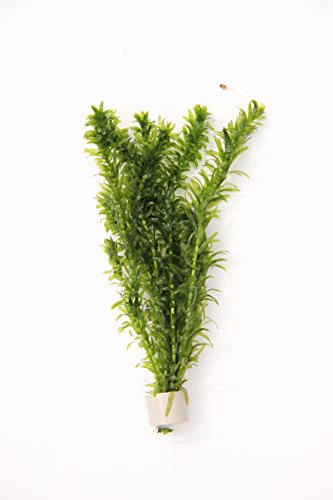 Deko im Trend 3 x Bund Egeria densa Elodea densa Wasserpflanze Wasserpest Pflanze 3xTonring Bunde von DEKO IM TREND
