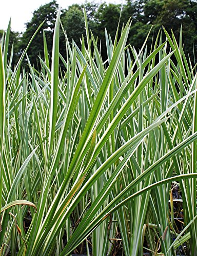 2er-Set - Acorus calamus 'Variegatus' - weißgrüner-gestreifter Kalmus - Wasserpflanzen Wolff von Wasserpflanzen Wolff