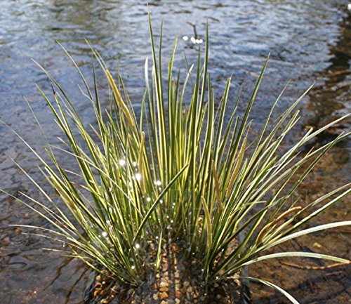 2er-Set - Acorus gramineus - winterhart - Zwergkalmus - Graskalmus - Wasserpflanzen Wolff von Wasserpflanzen Wolff