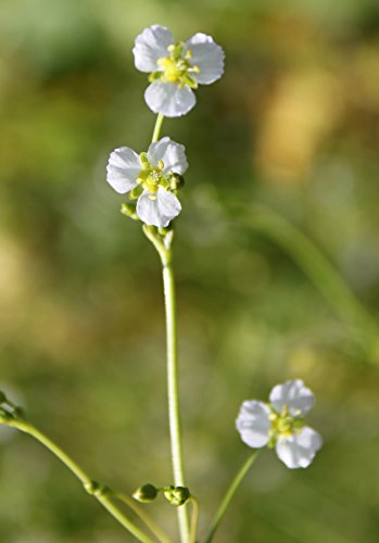 WASSERPFLANZEN WOLFF - 2er-Set - Alisma plantago-aquatica - winterhart - Froschlöffel, weiß - heimisch - QUALITÄTSSTAUDEN in 9er Töpfen von Wasserpflanzen Wolff