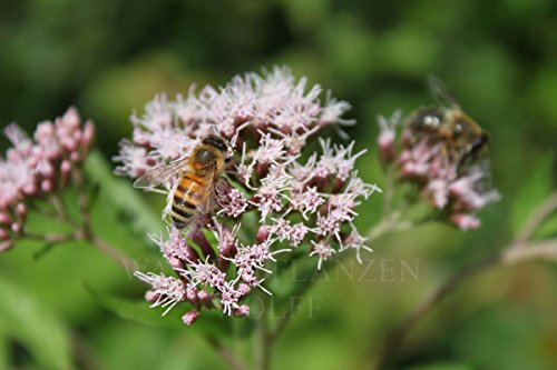 2er-Set - Eupatorium cannabinum - Wasserdost - Kunigundenkraut - Wasserhanf, rosa - Wasserpflanzen Wolff von Wasserpflanzen Wolff