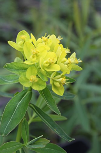 WASSERPFLANZEN WOLFF - Euphorbia palustris - Sumpfwolfsmilch, gelb - 2er-Set QUALITÄTSSTAUDEN im 9x9cm Topf - winterhart von Wasserpflanzen Wolff