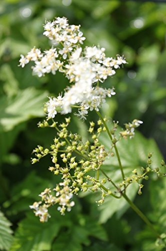 WASSERPFLANZEN WOLFF - Filipendula ulmaria - winterhart - echtes Mädesüß - Wiesenkönigin, weiß - Landlust Pflanzentipp! - QUALITÄTSSTAUDEN 2er-Set in 9x9 cm Töpfen durchwurzelt von Wasserpflanzen Wolff