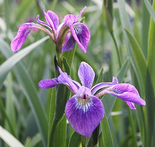 2er-Set - Iris Setosa Alaska - Schwertlilie - Borstenschwertlilie, blau-violett - Wasserpflanzen Wolff von Wasserpflanzen Wolff