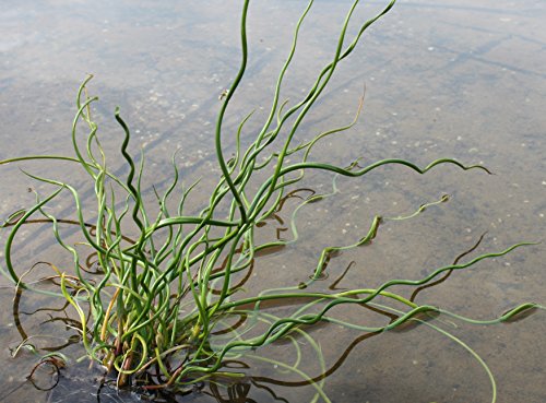 2er-Set - Juncus effusus 'Spiralis'- Korkenzieherbinse - Liebeslocke - Wasserpflanzen Wolff von Wasserpflanzen Wolff