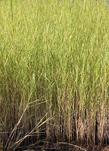 WASSERPFLANZEN WOLFF - Phragmites australis - Schilf - 2er-Set QUALITÄTSSTAUDEN - KLÄRPFLANZEN - Repositionspflanze - winterhart - heimisch von Wasserpflanzen Wolff