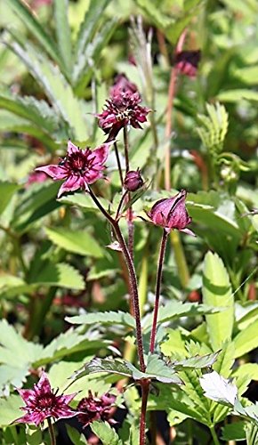 2er-Set - Potentilla palustris - Comarum palustre - Sumpf-Blutauge - Fingerkraut, rot - Wasserpflanzen Wolff von Wasserpflanzen Wolff