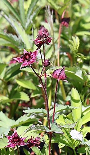 WASSERPFLANZEN WOLFF - Potentilla palustris - Comarum palustre - Sumpf-Blutauge - Fingerkraut, rot - heimisch - 2er-Set - QUALITÄTSSTAUDEN in 9x9 cm Töpfen - BLUME DES JAHRES 2025 von Wasserpflanzen Wolff