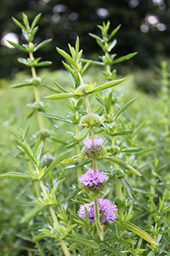 2er-Set - Preslia cervina - Mentha cervina - Englische Wasserminze, blau - Wasserpflanzen Wolff von Wasserpflanzen Wolff