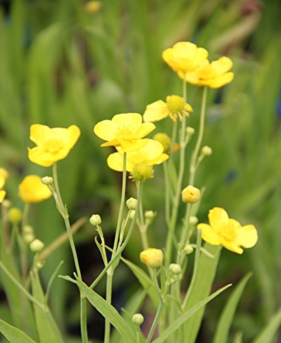 2er-Set - Ranunculus lingua - winterhart - Sumpfhahnenfuß - Zungenhahnenfuß, gelb - Wasserpflanzen Wolff von Wasserpflanzen Wolff