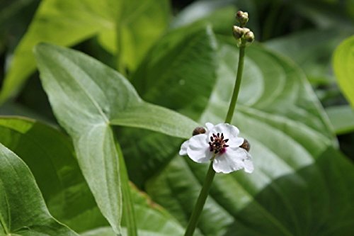 2er-Set - Sagittaria sagittifolia - Echtes Pfeilkraut, weiß - Wasserpflanzen Wolff von Wasserpflanzen Wolff