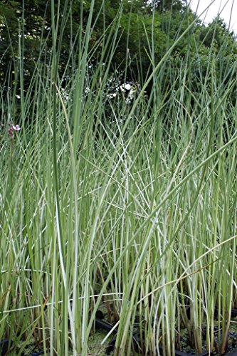 2er-Set - Scirpus lacustris 'Albescens' (Schoenoplectus) - weiß-gestreifte- Seesimse - Wasserpflanzen Wolff von Wasserpflanzen Wolff