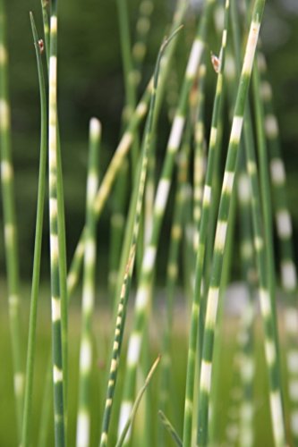 2er-Set - Scirpus tabernaemontani 'Zebrinus' (Schoenoplectus) - Zebrasimse - Wasserpflanzen Wolff von Wasserpflanzen Wolff