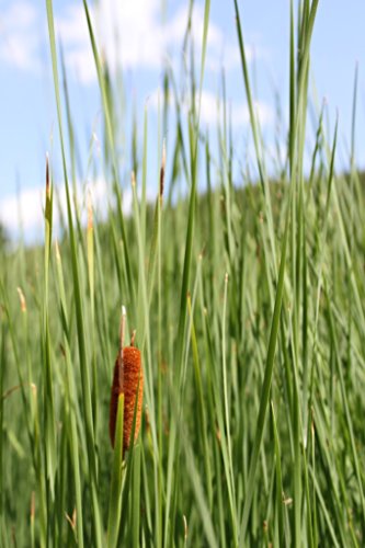WASSERPFLANZEN WOLFF 2er-Set - Typha laxmannii - Lockerer- Schlanker-Rohrkolben, winterhart, im Winter dient das Laub/Stiele als Eisfreihalter so dass der Luftaustausch im Teich gewährleistet ist von Wasserpflanzen Wolff