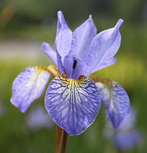 2er-Set - winterhart - Iris Sibirica-Hybr, blau - sibirische Wieseniris - Wasserpflanzen Wolff von Wasserpflanzen Wolff