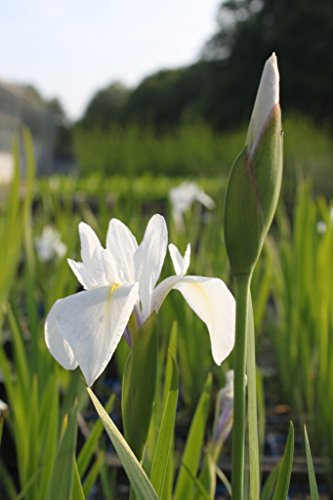 2er-Set - winterhart! - Iris Sibirica-Hybr, weiß - Staude des Jahres 2016! - sibirische Wieseniris - Wasserpflanzen Wolff von Wasserpflanzen Wolff