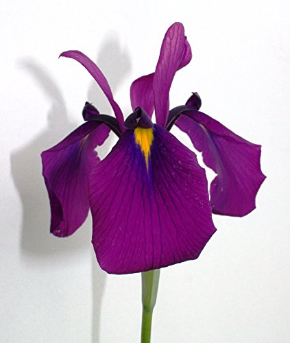 2er-Set - winterhart - Iris kaempferi ensata - Japanische Iris - Prachtiris - Sumpfschwertlilie, weiß, rosa, blau, violett - Wasserpflanzen Wolff von Wasserpflanzen Wolff