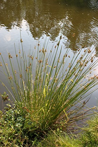 2er-Set - winterhart! - Juncus effusus - Flatterbinse - Wasserpflanzen Wolff von Wasserpflanzen Wolff