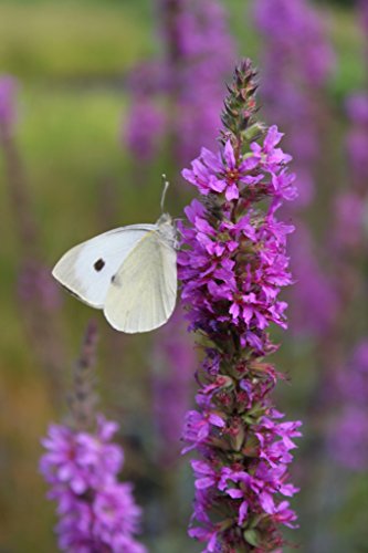 WASSERPFLANZEN WOLFF - 2er-Set in 9x9 cm Töpfen durchwurzelt - winterhart! - Lythrum salicaria - Blutweiderich - Rutenweiderich, rot - STAUDE DES JAHRES 2024 ! von Wasserpflanzen Wolff