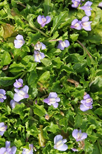 2er-Set - winterhart! - Mazus reptans - Himalaya Lippenmäulchen, blau - Wasserpflanzen Wolff von Wasserpflanzen Wolff