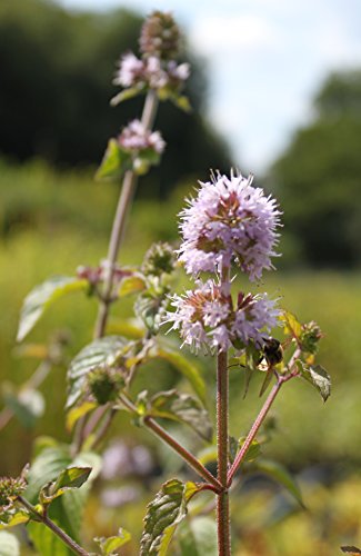 WASSERPFLANZEN WOLFF 2er-Set - winterhart! - Mentha aquatica - Wasserminze, rosa - heimisch - QUALITÄTSSTAUDEN in 9x9 cm Töpfen durchwurzelt von Wasserpflanzen Wolff