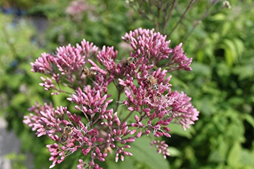 4er-Set - Eupatorium purpureum - purpurroter Wasserdost - Wasserhanf, rot - Wasserpflanzen Wolff von Wasserpflanzen Wolff