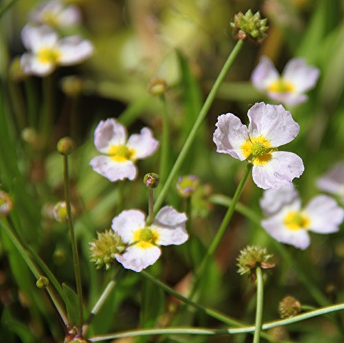 4er-Set im Gratis-Pflanzkorb - Baldellia ranunculoides - Igelschlauch, hellrosa - Wasserpflanzen Wolff von Wasserpflanzen Wolff