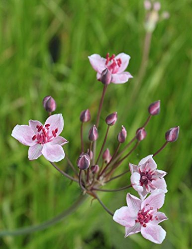 WASSERPFLANZEN WOLFF - 4er-Set im Gratis-Pflanzkorb - Butomus umbellatus - Blumenbinse - Schwanenblume - Wasserliersch, rosa - heimisch - winterhart von Wasserpflanzen Wolff