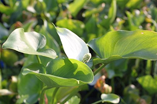 WASSERPFLANZEN WOLFF - Calla palustris - Sumpfkalla - Drachenwurz, weiß - winterhart! - Blume des Jahres 1988 ! - heimisch – 4er - Set QUALITÄTSSTAUDEN im PFLANZKORB - durchwurzelt von Wasserpflanzen Wolff