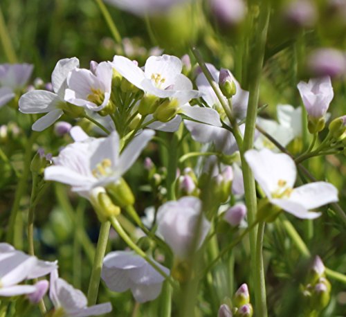 WASSERPFLANZEN WOLFF - 4er-Set im Gratis-Pflanzkorb - Cardamine pratensis - Wiesenschaumkraut - Wiesenkresse, weiß-rosa von Wasserpflanzen Wolff