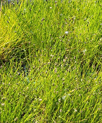 WASSERPFLANZEN WOLFF - 4er-Set im Gratis-Pflanzkorb - Eleocharis acicularis - Scharfe Nadelsimse - Nadel-Sumpfbinse - Sumpfried von Wasserpflanzen Wolff