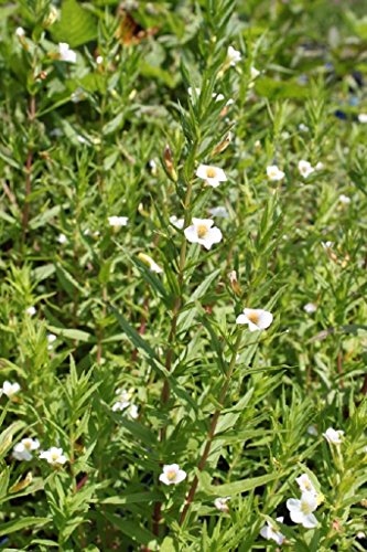 4er-Set im Gratis-Pflanzkorb - Gratiola officinalis - Gottes-Gnadenkraut, weiß - Wasserpflanzen Wolff von Wasserpflanzen Wolff