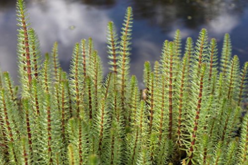 4er-Set im Gratis-Pflanzkorb - winterhart - Hippuris vulgaris - Tannenwedel - Wasserpflanzen Wolff von Wasserpflanzen Wolff