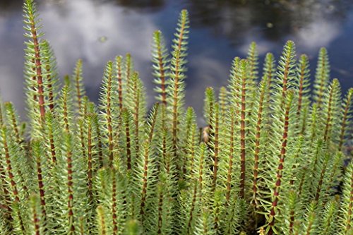 WASSERPFLANZEN WOLFF - 4er-Set im Gratis-Pflanzkorb - winterhart - Hippuris vulgaris - Tannenwedel von Wasserpflanzen Wolff