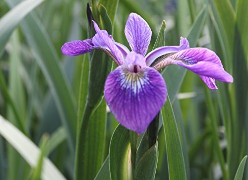 4er-Set im Gratis-Pflanzkorb - Iris Setosa Alaska - Schwertlilie - Borstenschwertlilie, blau-violett - Wasserpflanzen Wolff von Wasserpflanzen Wolff