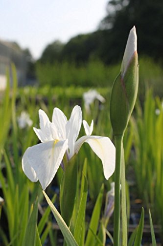 4er-Set im Gratis-Pflanzkorb - Iris Sibirica-Hybr, weiß - Sibirische Wieseniris - Wasserpflanzen Wolff von Wasserpflanzen Wolff