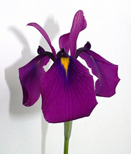 4er-Set im Gratis-Pflanzkorb - Iris kaempferi ensata - Japanische Iris - Prachtiri - Sumpfschwertlilie, weiß, rosa, blau, violett - Wasserpflanzen Wolff von Wasserpflanzen Wolff