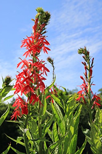 4er-Set im Gratis-Pflanzkorb - Lobelia cardinalis - Kardinalslobelie, rot - Wasserpflanzen Wolff von Wasserpflanzen Wolff