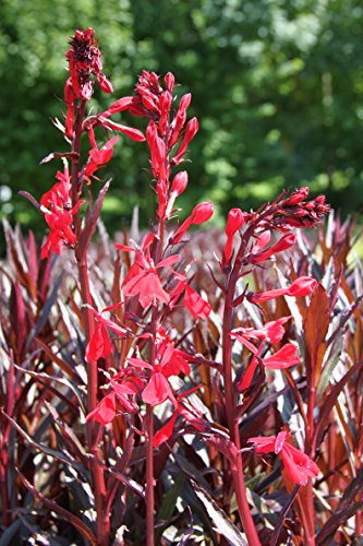 4er-Set im Gratis-Pflanzkorb - Lobelia fulgens - Wasserlobelie, rot - Wasserpflanzen Wolff von Wasserpflanzen Wolff