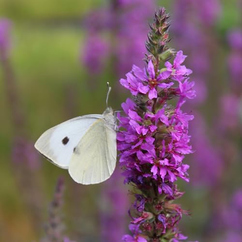 WASSERPFLANZEN WOLFF - 4er-Set im Gratis-Pflanzkorb - Lythrum salicaria - Blutweiderich - Rutenweiderich, rot - Bienenweide! - STAUDE DES JAHRES 2024 ! von Wasserpflanzen Wolff