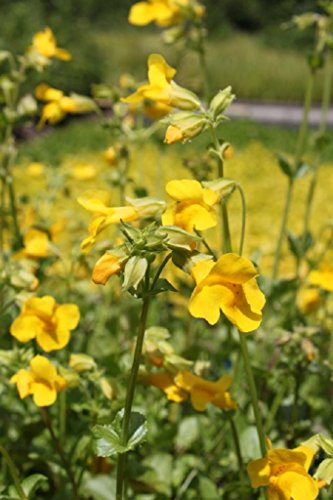 4er-Set im Gratis-Pflanzkorb - Mimulus luteus - Gauklerblume, gelb - Wasserpflanzen Wolff von Wasserpflanzen Wolff
