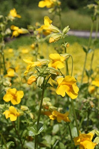 WASSERPFLANZEN WOLFF - 4er-Set im Gratis-Pflanzkorb - Mimulus luteus - Gauklerblume, gelb - von Wasserpflanzen Wolff