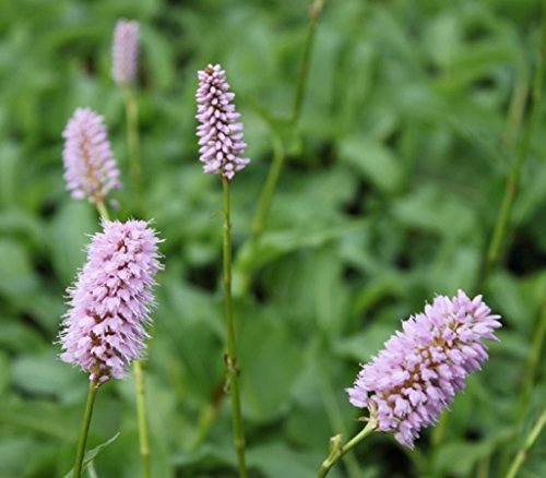 4er-Set im Gratis-Pflanzkorb - Persicaria bistorta - Bistorta officinalis - Schlangen-Wiesenknöterich, rosa - Wasserpflanzen Wolff von Wasserpflanzen Wolff