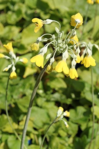 4er-Set im Gratis-Pflanzkorb - Primula florindae - Tibetprimel - Schlüsselblume, gelb - Wasserpflanzen Wolff von Wasserpflanzen Wolff