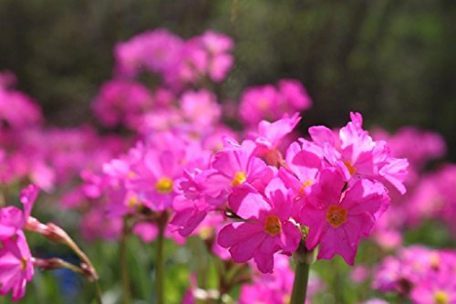 4er-Set im Gratis-Pflanzkorb - Primula rosea - Rosenprimel - Sumpfprimel, rosa - Wasserpflanzen Wolff von Wasserpflanzen Wolff