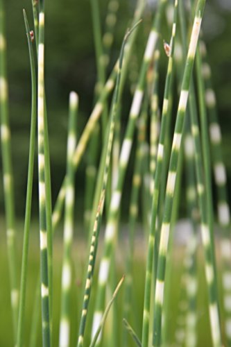 4er-Set im Gratis-Pflanzkorb - Scirpus tabernaemontani 'Zebrinus' (Schoenoplectus) - Zebrasimse - Wasserpflanzen Wolff von Wasserpflanzen Wolff