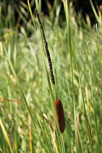 WASSERPFLANZEN WOLFF - Typha angustifolia - schmalblättriger Rohrkolben - 4er-Set im Gratis-PFLANZKORB - QUALITÄTSSTAUDEN - durchwurzelt - heimisch - winterhart von Wasserpflanzen Wolff